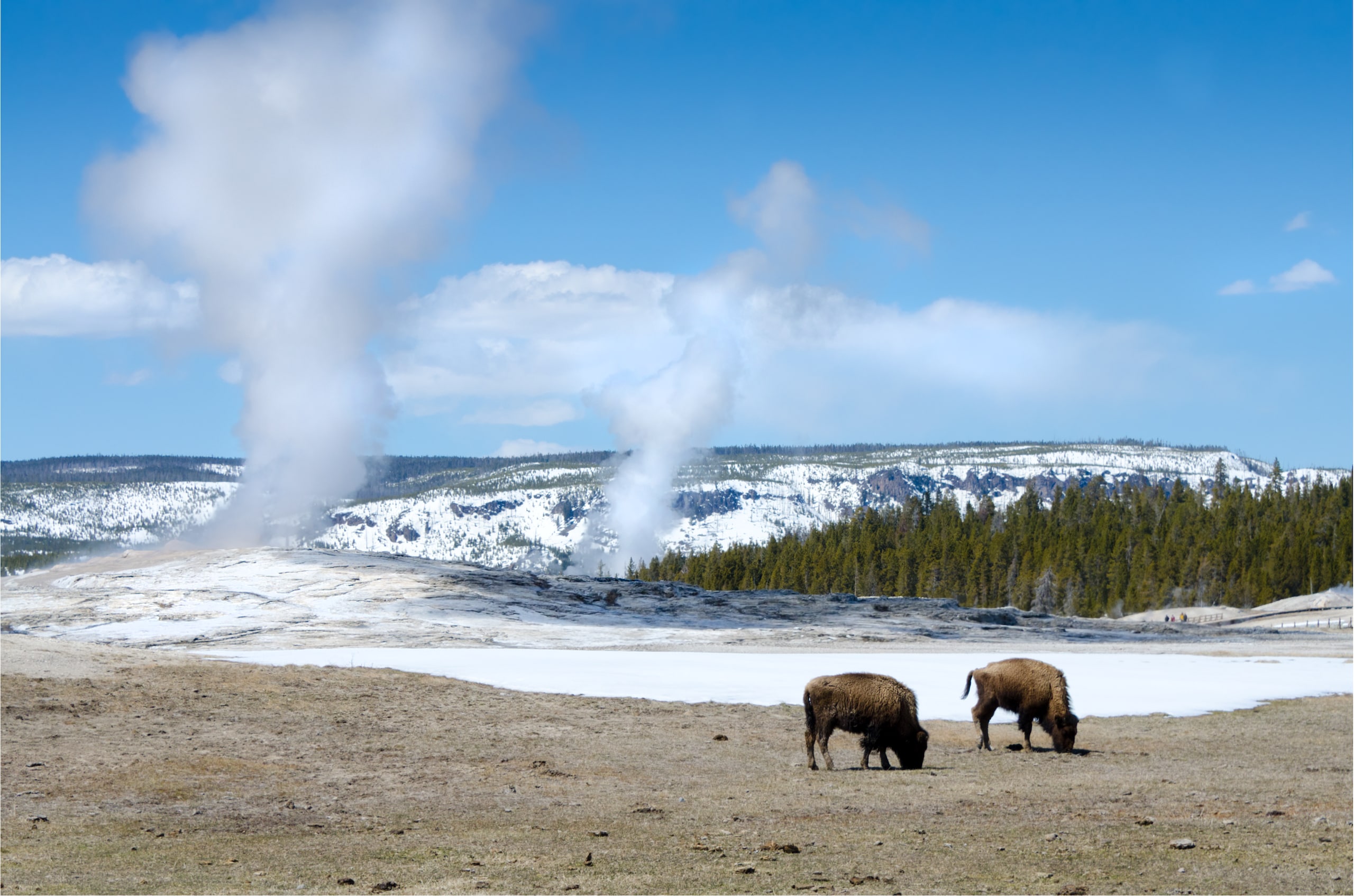 Bison grazing near the Old Faithful Geyser in Yellowstone National Park