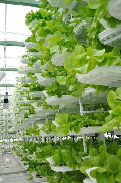 Vertical Farming