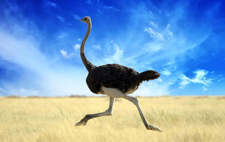 Running Ostrich